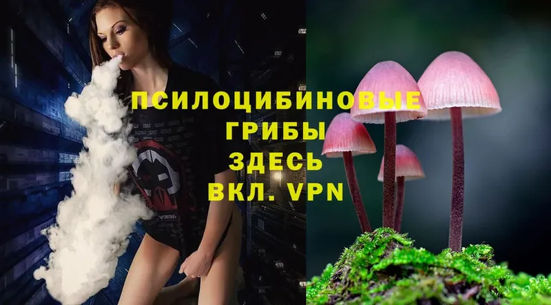 мега ССЫЛКА  Тольятти  Псилоцибиновые грибы Psilocybe 